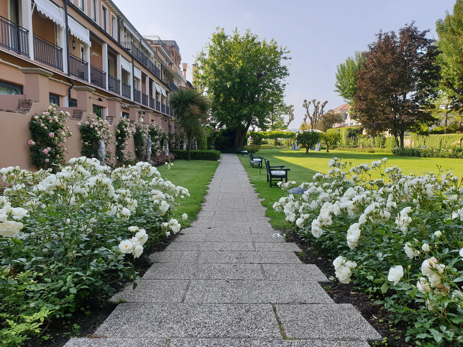 Vialetto di giardino incorniciato da rose bianche e vegetazione matura